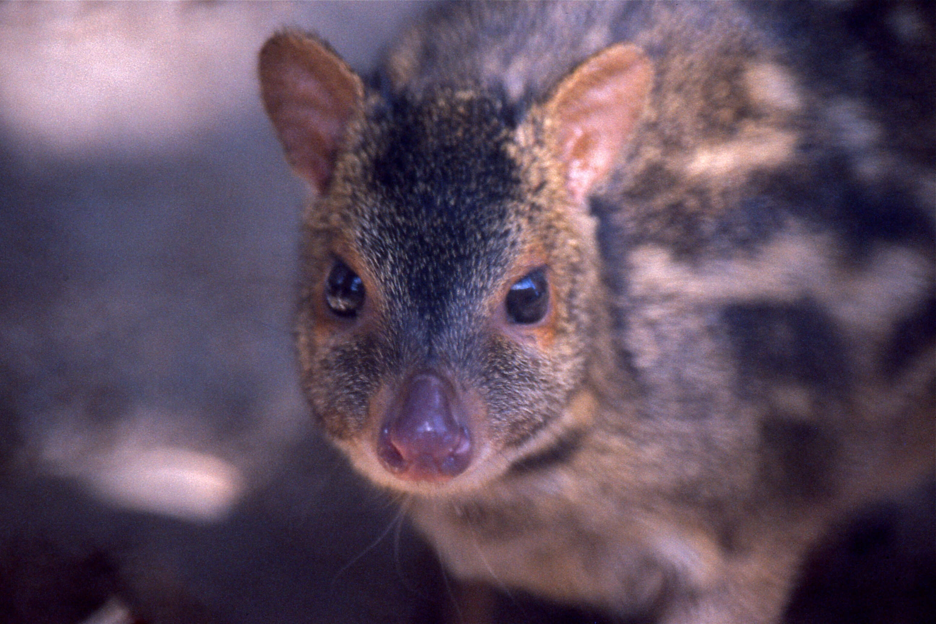 Image of Indian Chevrotain