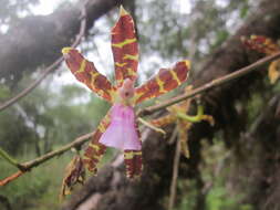 Image of Oncidium laeve (Lindl.) Beer