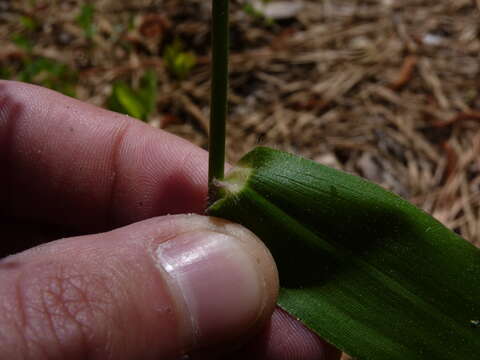 Image de Panicum boscii Poir.