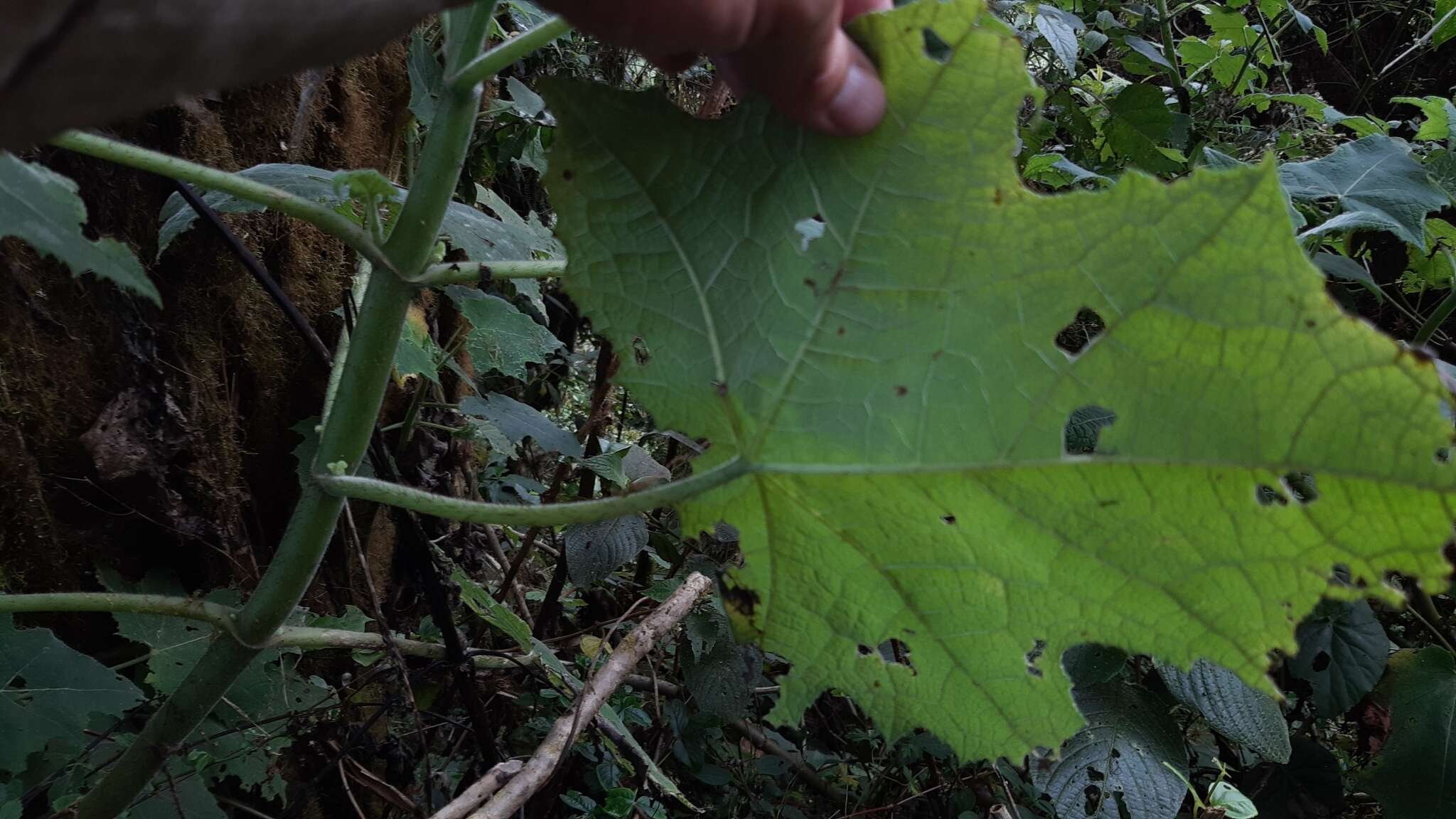 Image of Nasa speciosa (J. D. Sm.) Weigend