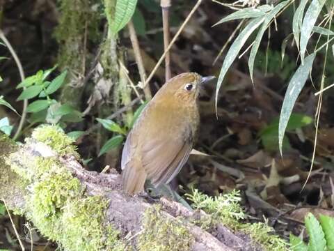 Image of Bicolored Antpitta