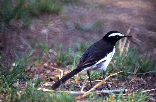 Image of White-browed Wagtail