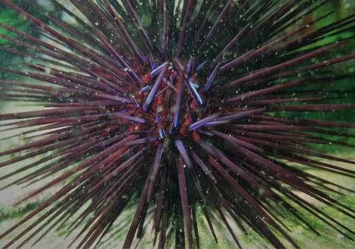 Image of Spiny Sea Urchin