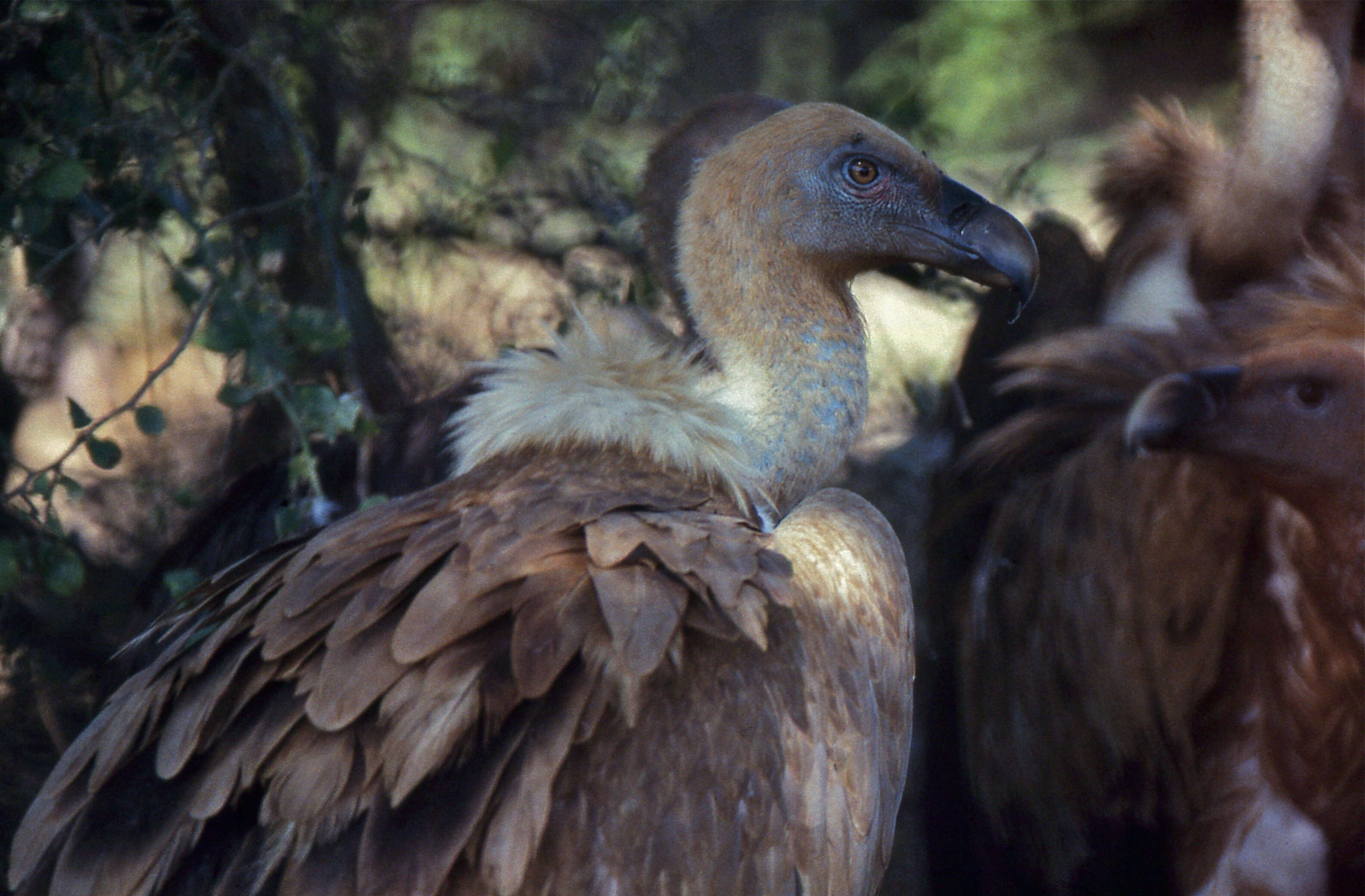 Image of Eurasian Griffon Vulture