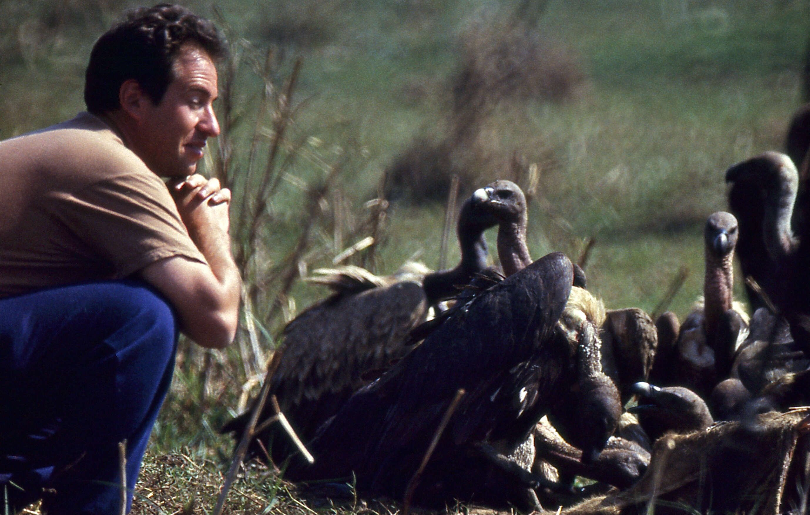 Image of Asian White-backed Vulture