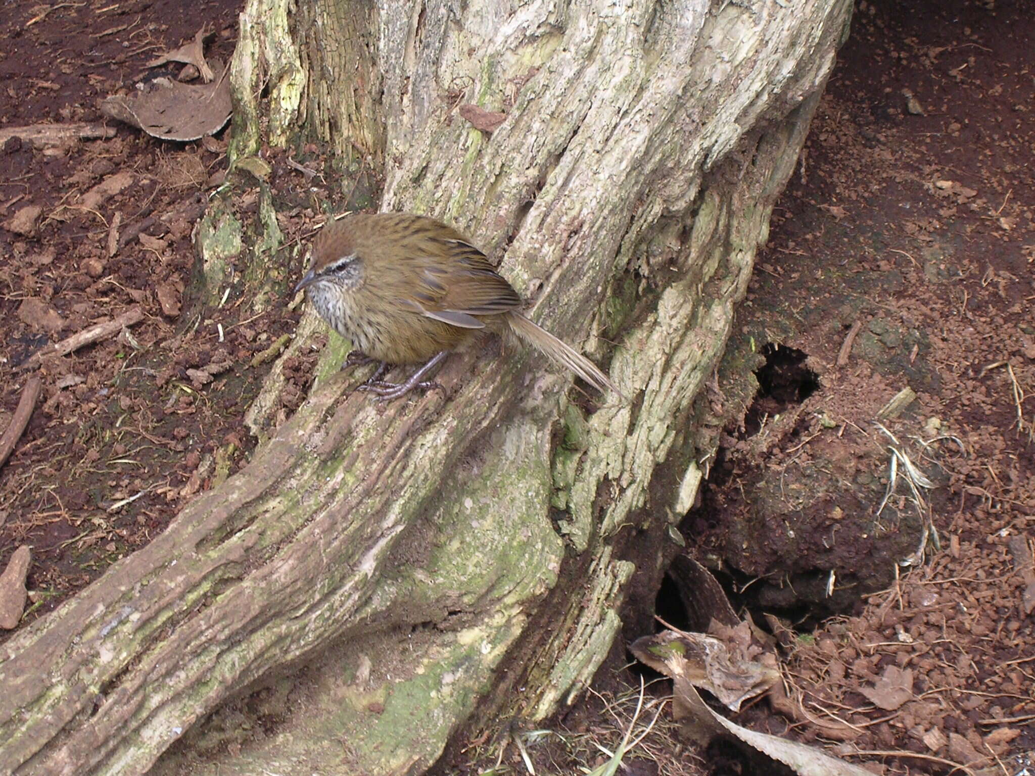 Poodytes punctatus caudatus (Buller 1894) resmi