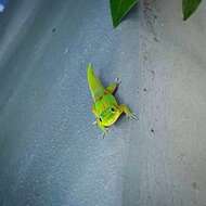 Image of gold dust day gecko