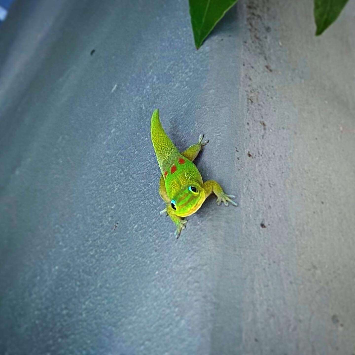 Image of gold dust day gecko