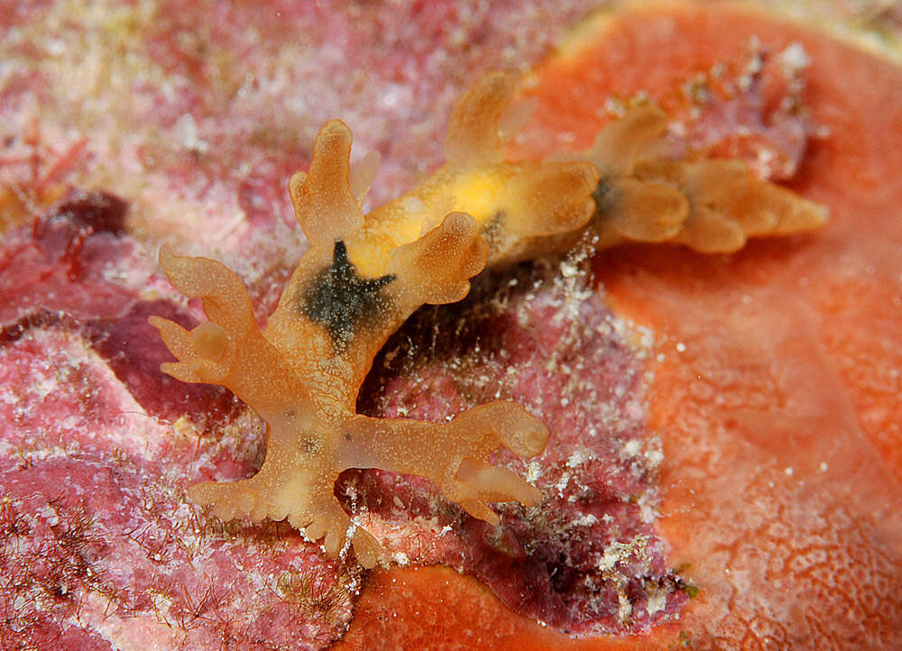 Image of Bornella johnsonorum Pola, Rudman & Gosliner 2009