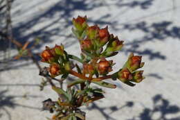 صورة Lampranthus densifolius (L. Bol.) L. Bol.