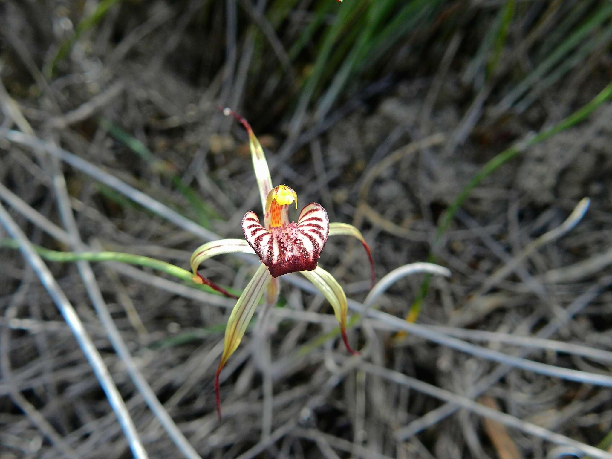 Image of Drooping spider orchid