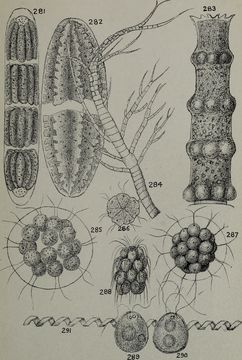 Image of Eudorina