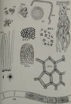 Image of Tetraspora