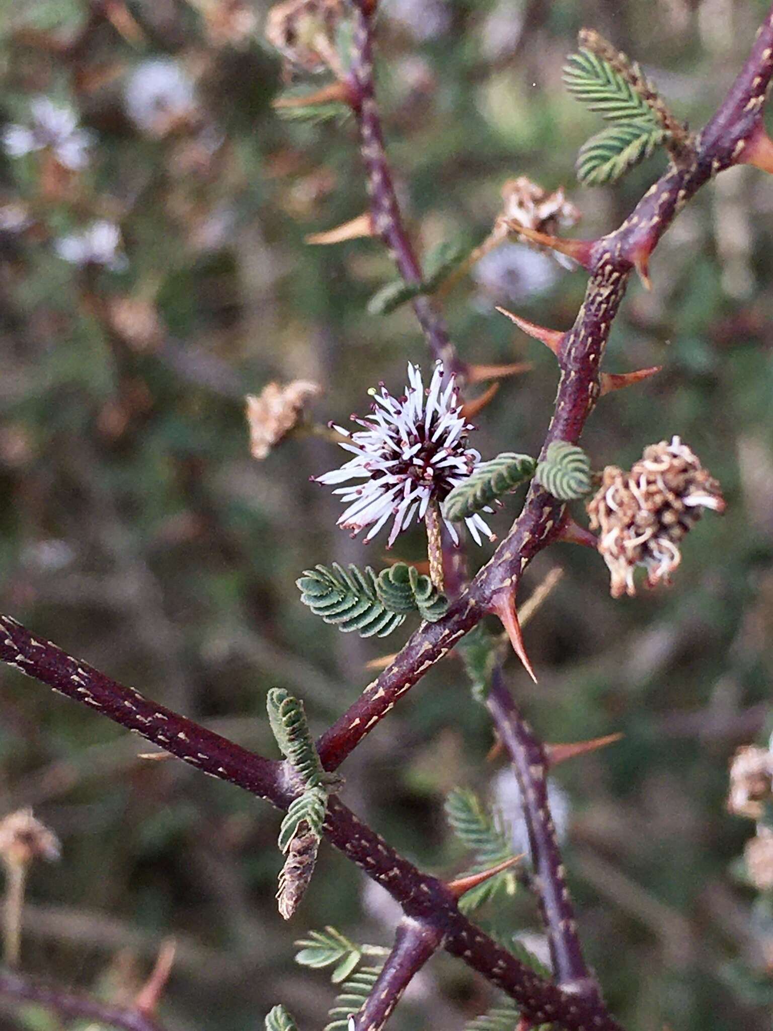 Image of Mimosa ramulosa Benth.