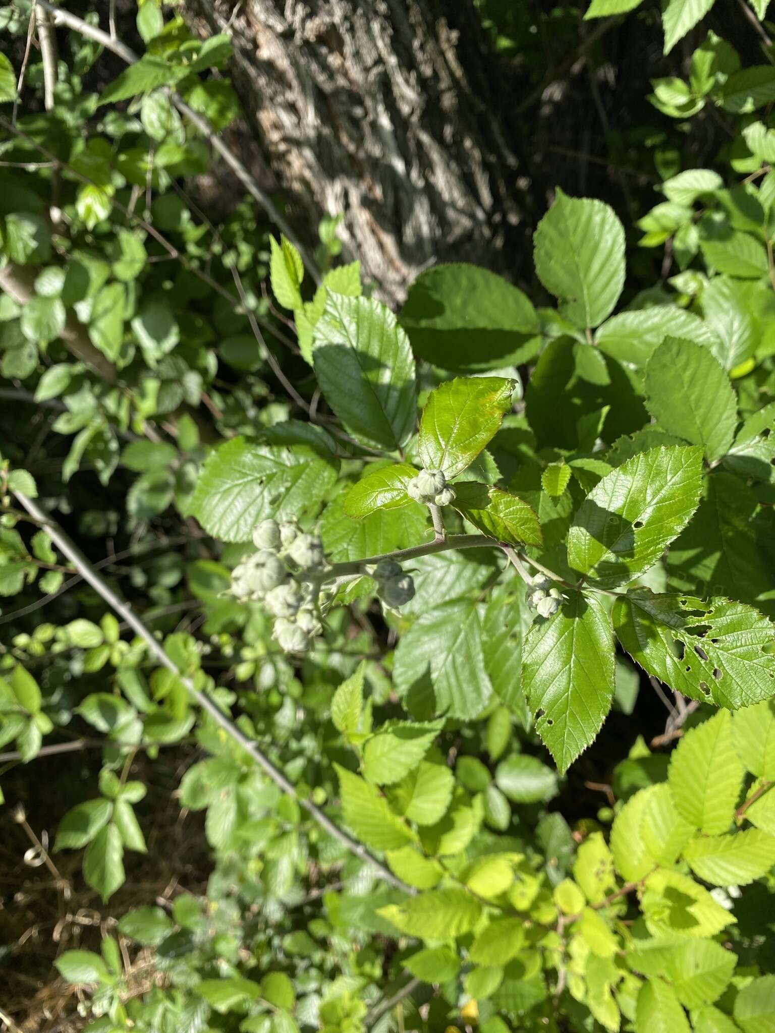 Image of Rubus ulmifolius var. anoplothyrsus