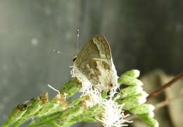 Image of White Scrub-Hairstreak