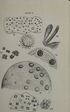 Image of Pleurococcus