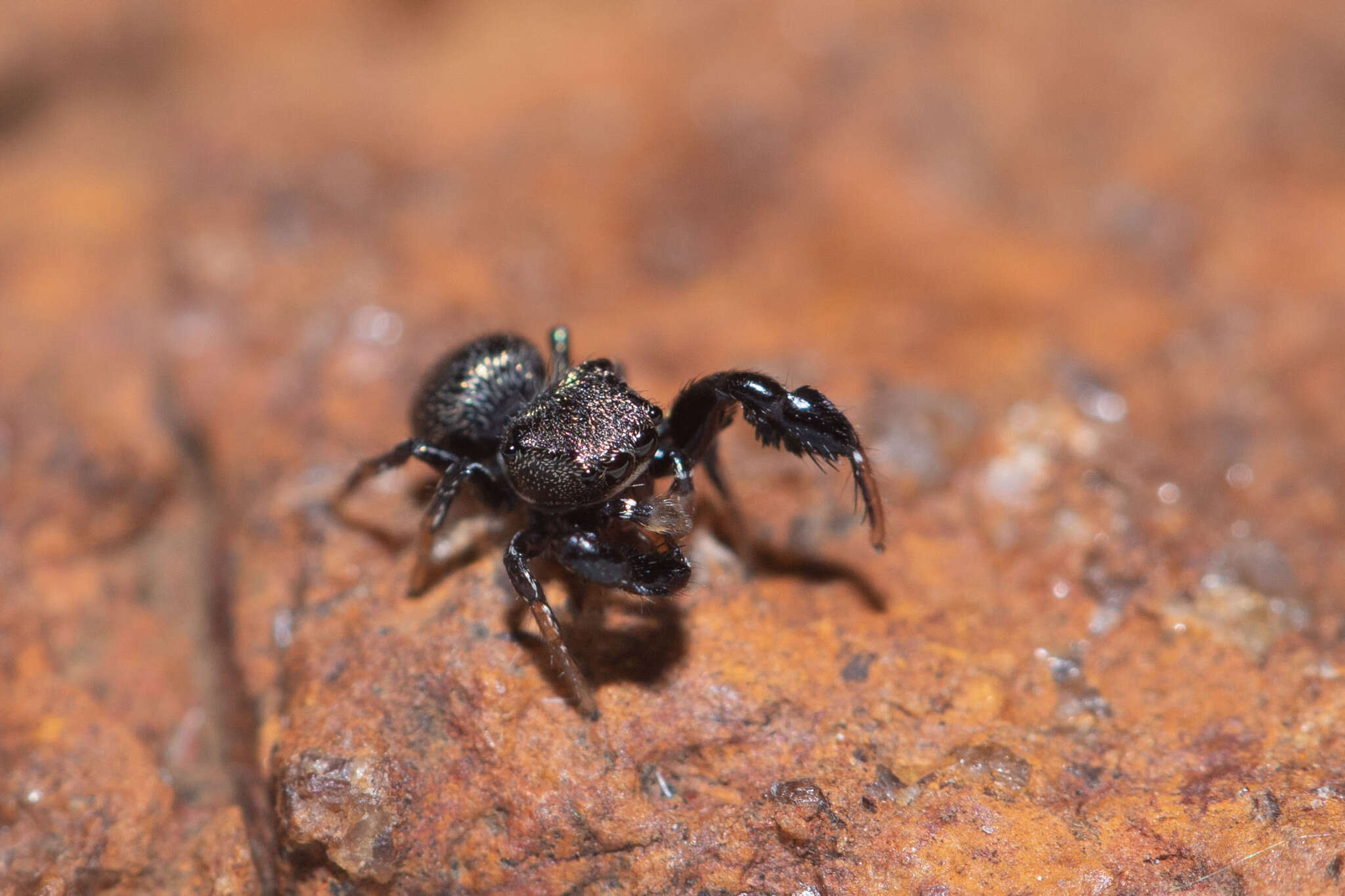 Image de Harmochirus luculentus Simon 1886