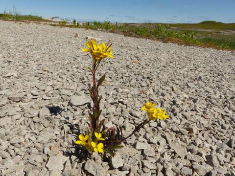 Image of small-flower prairie wallflower