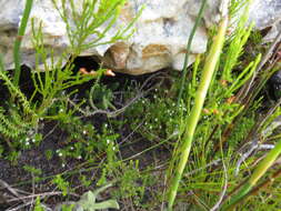 Image of Erica genistifolia Salisb.