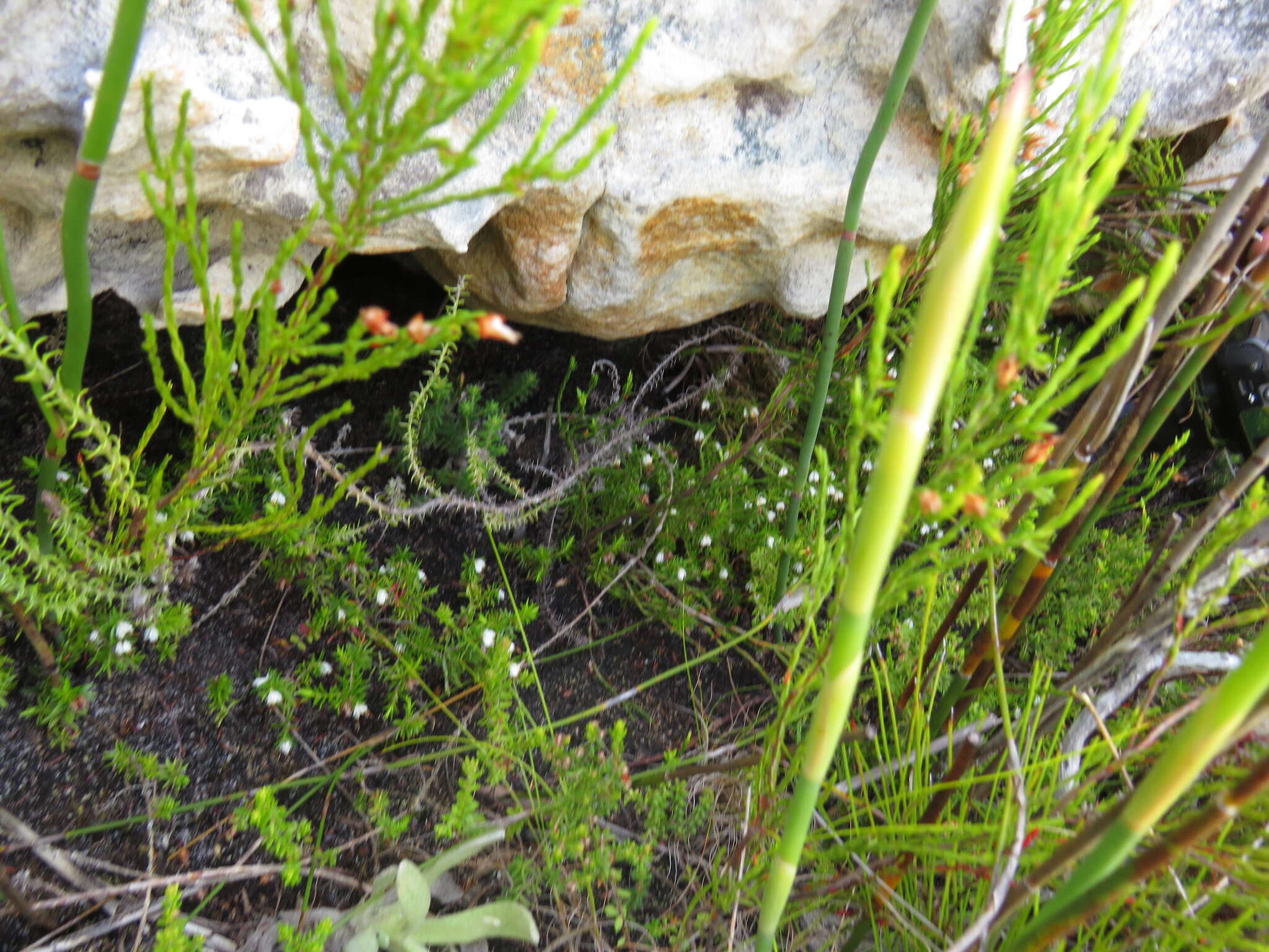 Image of Erica genistifolia Salisb.