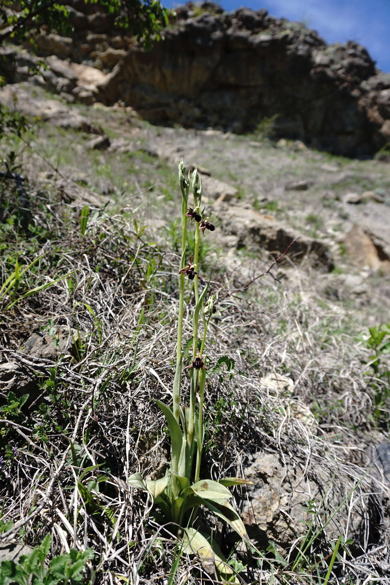 Image of <i>Ophrys aghemanii</i>