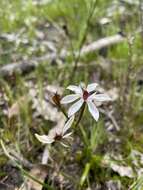 Image of Burchardia multiflora Lindl.