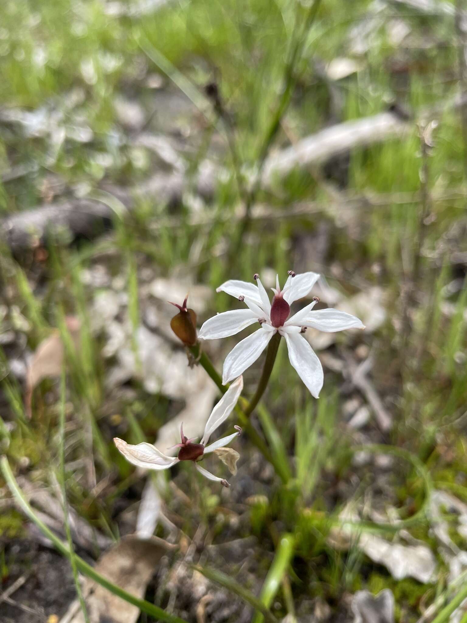 Image of Burchardia multiflora Lindl.