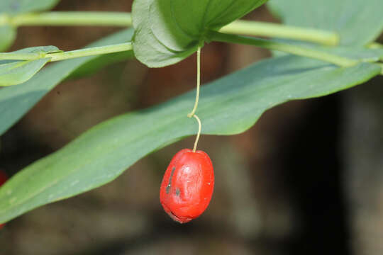 Image of claspleaf twistedstalk