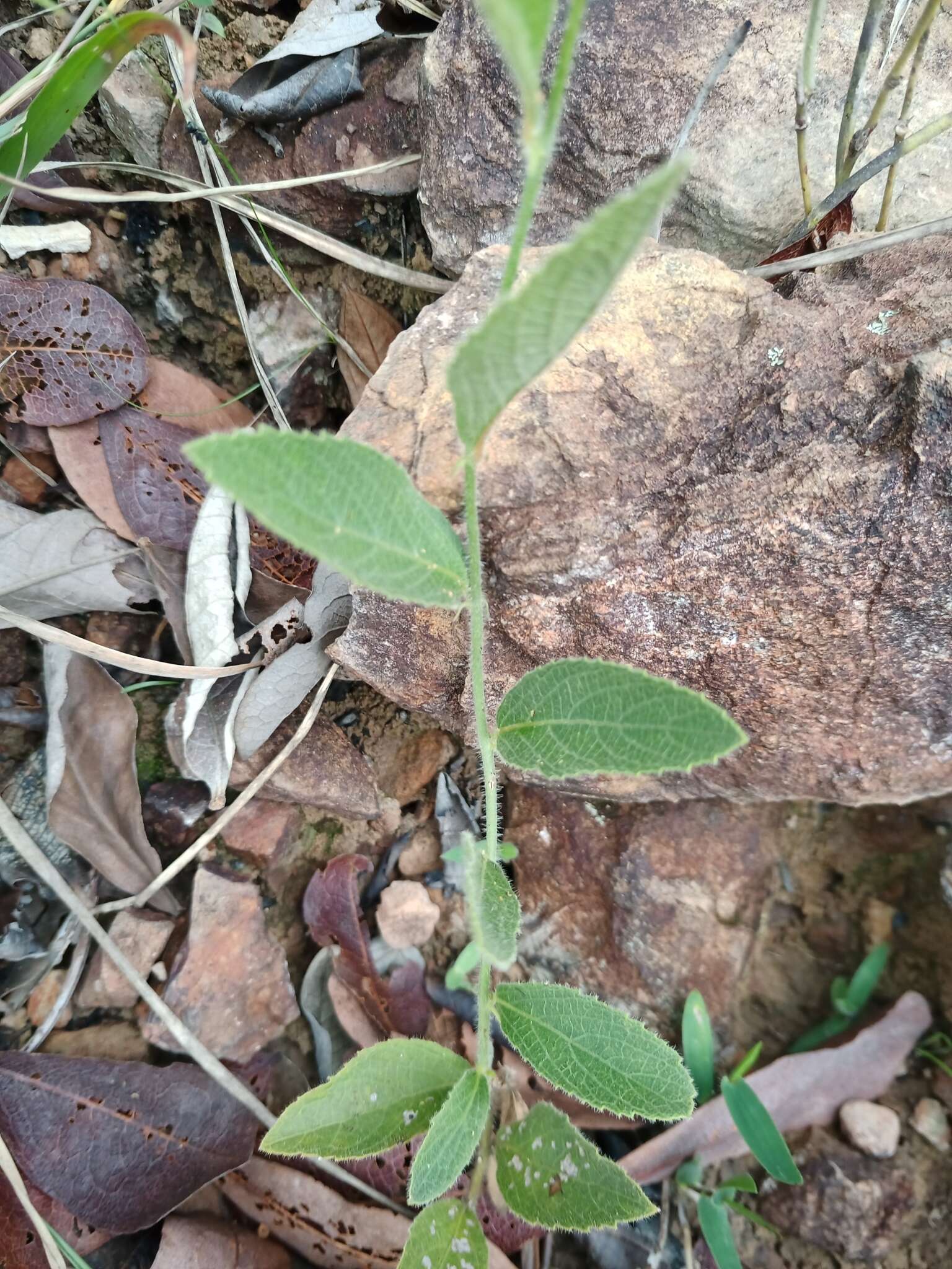 Image of Dalechampia francisceana Baill.