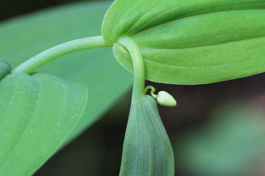 Image of claspleaf twistedstalk