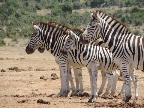 Image of zebra