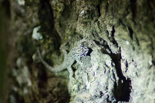 Image of Kenya Dwarf Gecko