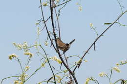 Image of Marsh Wren