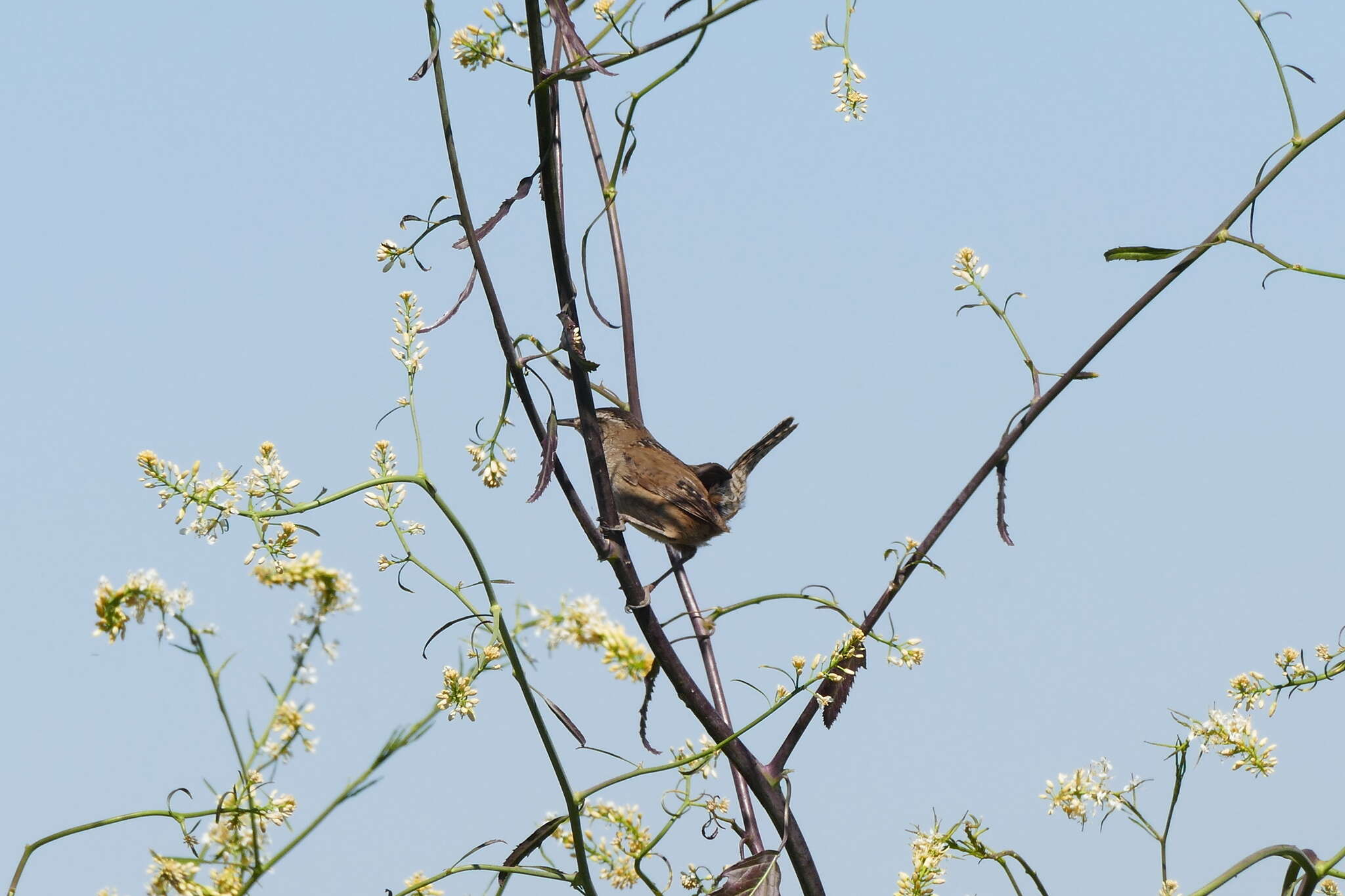 Image of Marsh Wren