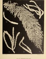 Image of Octocorallia Haeckel 1866