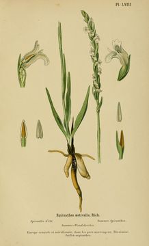 Image of Summer lady's-tresses