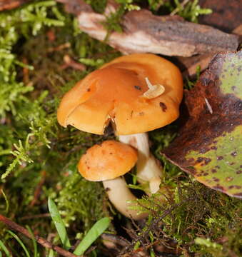 Image of Hygrocybe austropratensis A. M. Young 1999