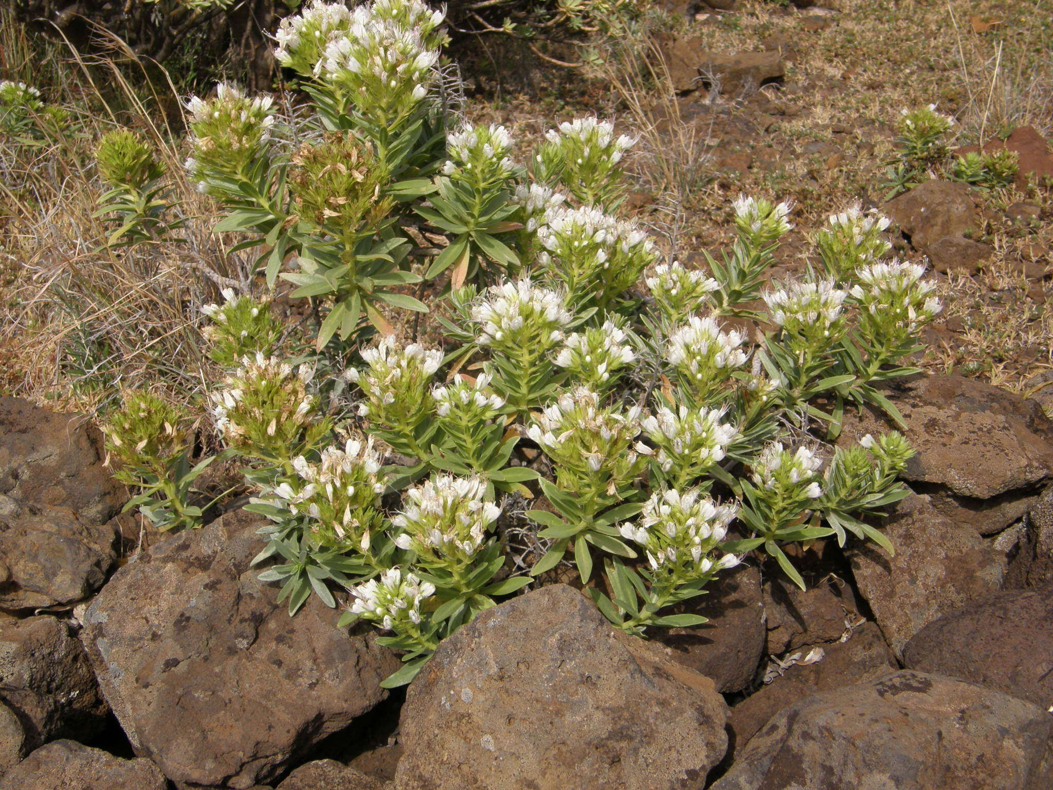 Plancia ëd Echium brevirame Sprague & Hutchinson