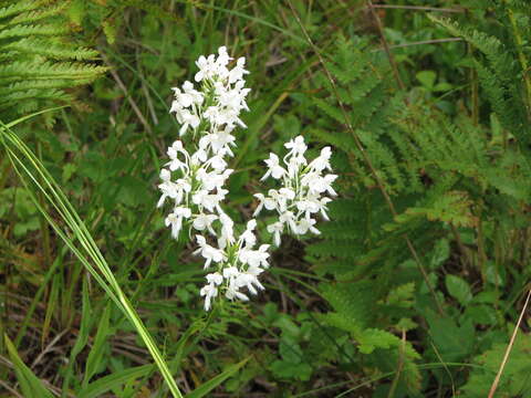 Image of white fringed orchid