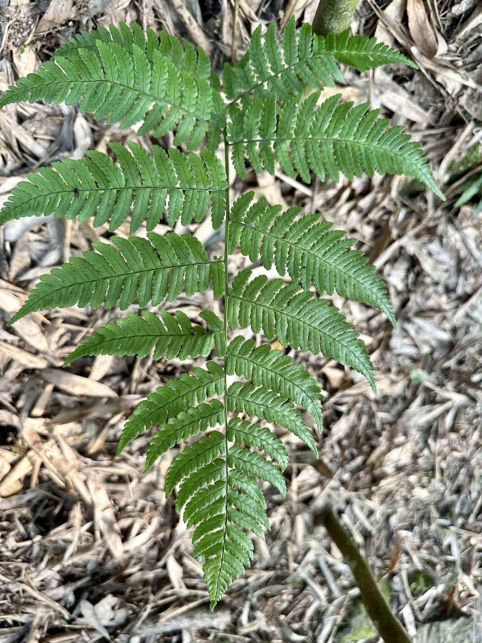 Imagem de Dryopteris marginata (Wall ex Christ) Christ