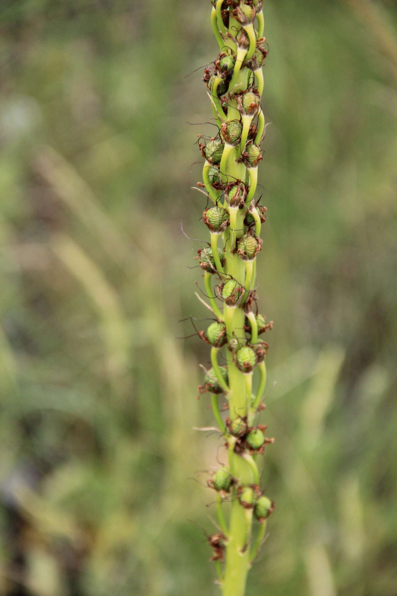 Image of Eremurus spectabilis M. Bieb.