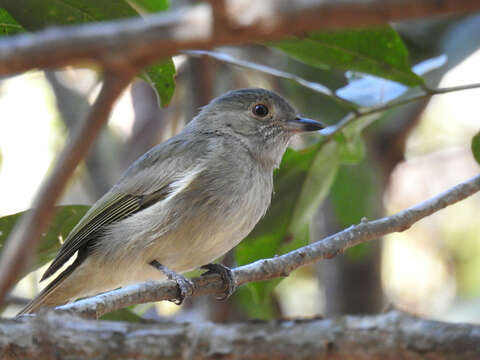 Image of Pale-bellied Neopelma