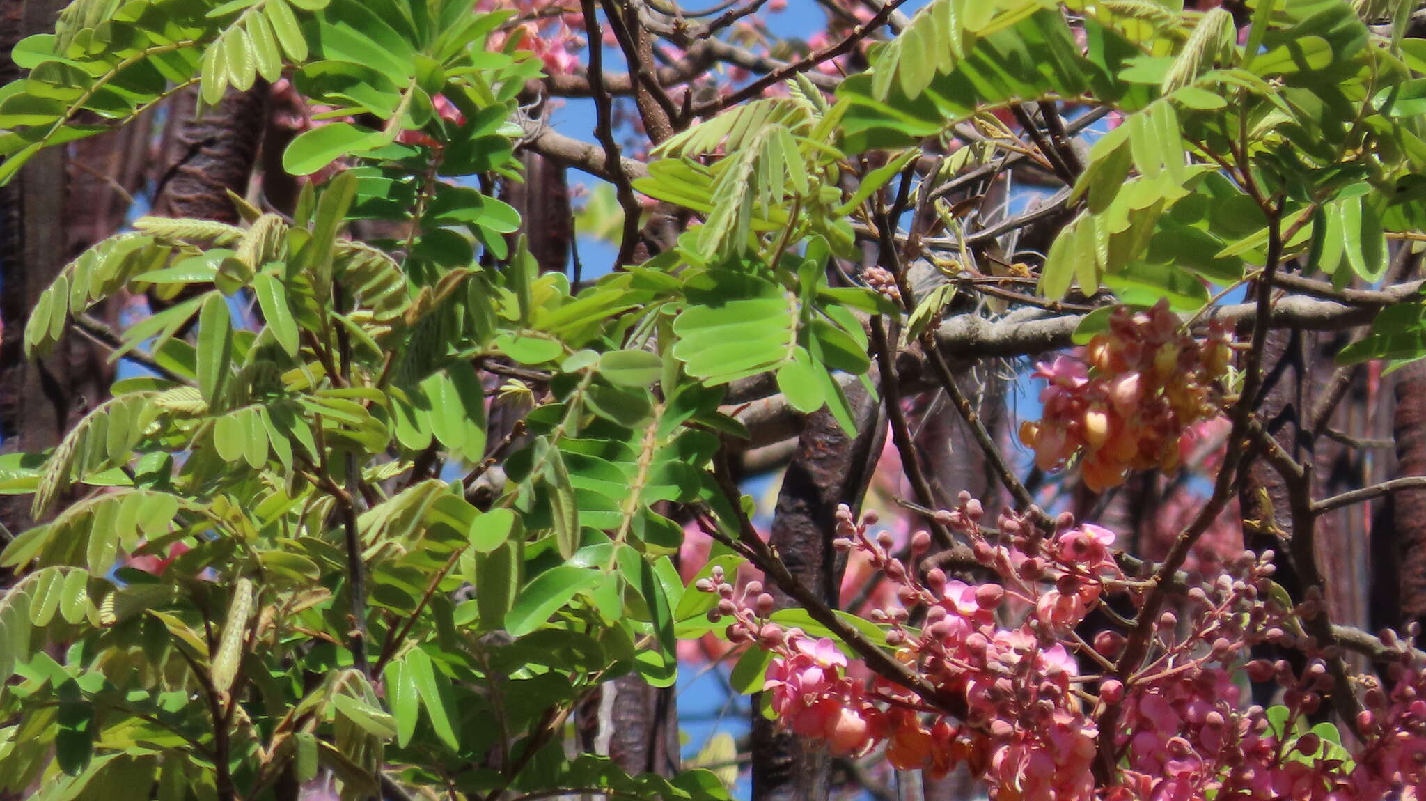 Image of pink shower