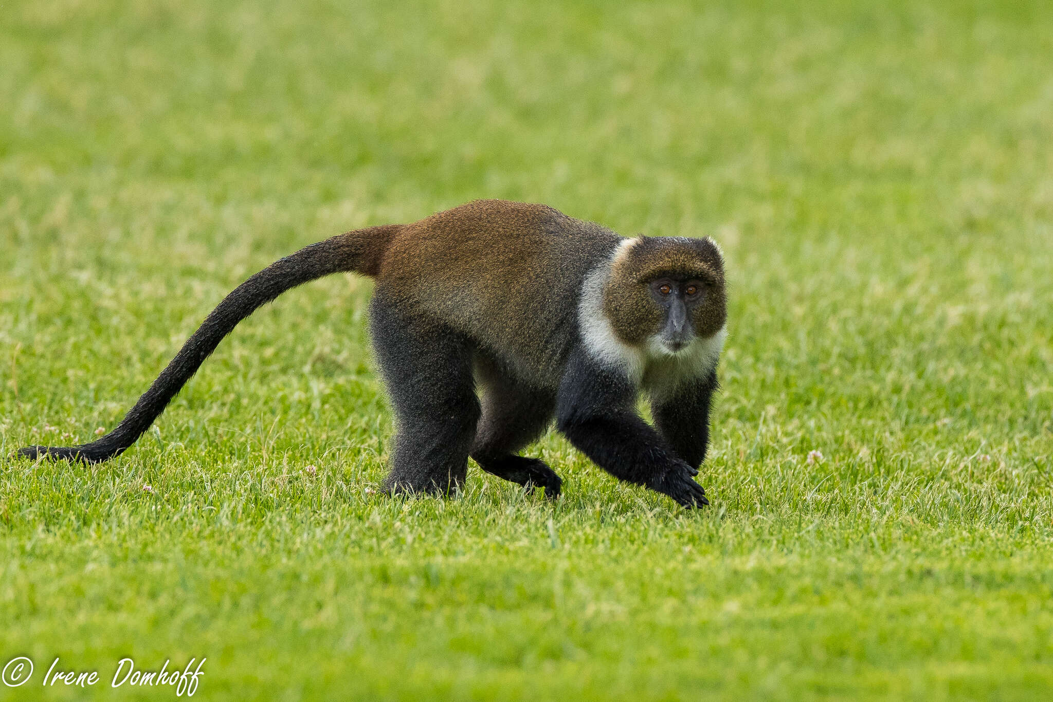 Image of Cercopithecus mitis kolbi Neumann 1902