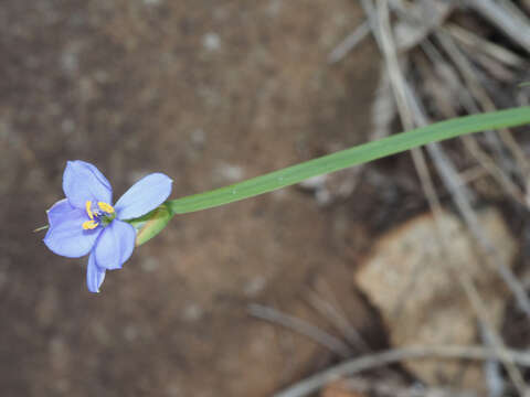 Image of Aristea abyssinica Pax