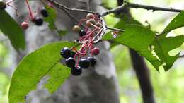 Image of Gentlea micranthera (J. D. Smith) Lundell