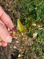 Image de Atriplex sagittata Bkh.