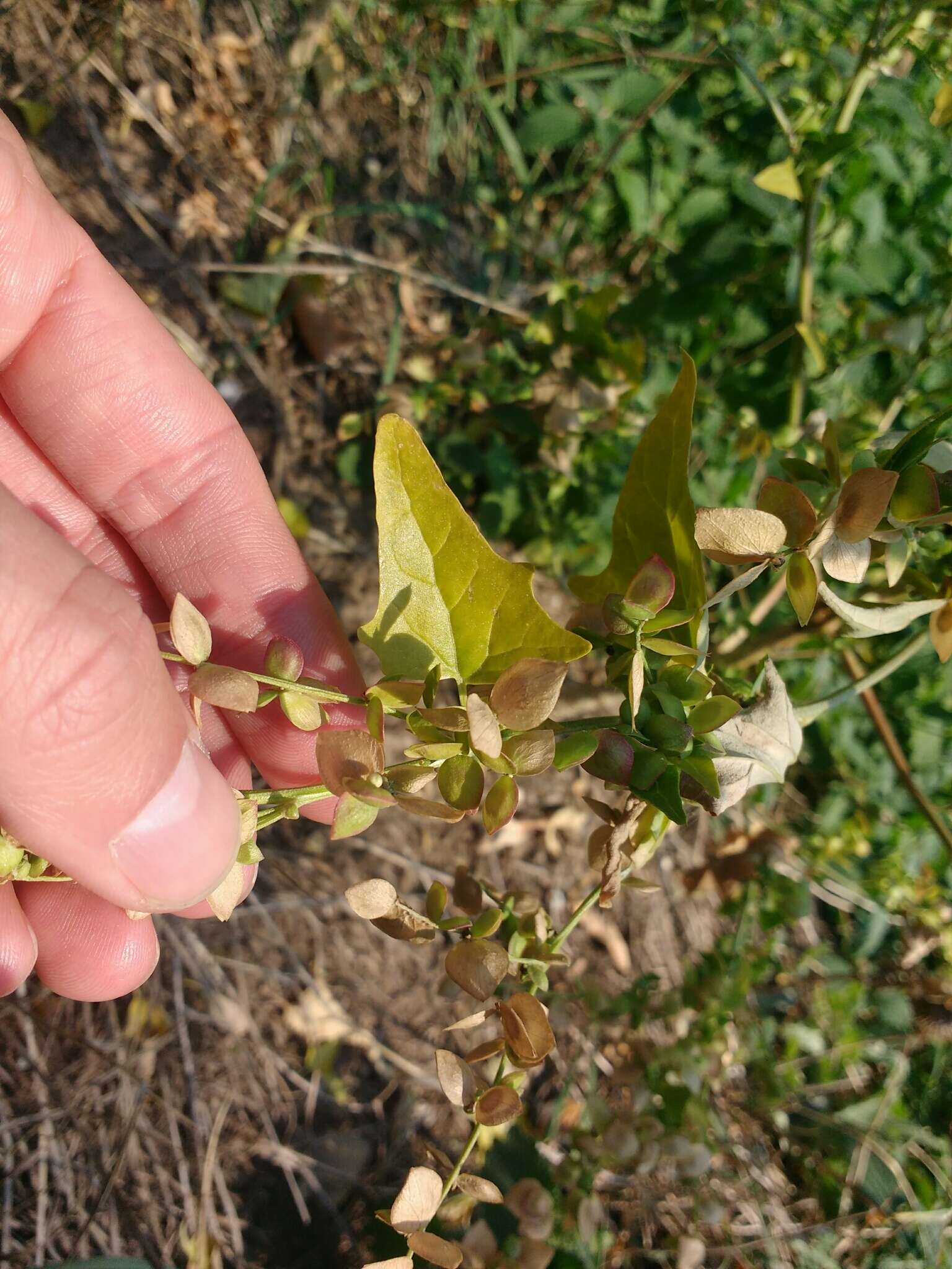 Image de Atriplex sagittata Bkh.