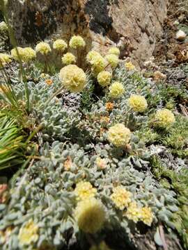 Image of Ruby Mountain buckwheat